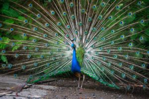 A peacock showing his plumage.