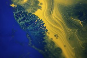 Blue paint intermingling with yellow paint on top of water.