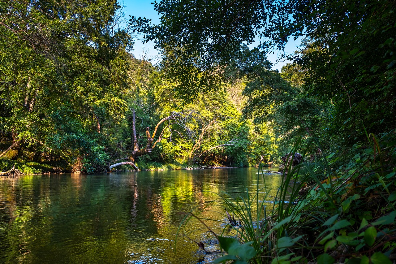 A river running through the rainforest.